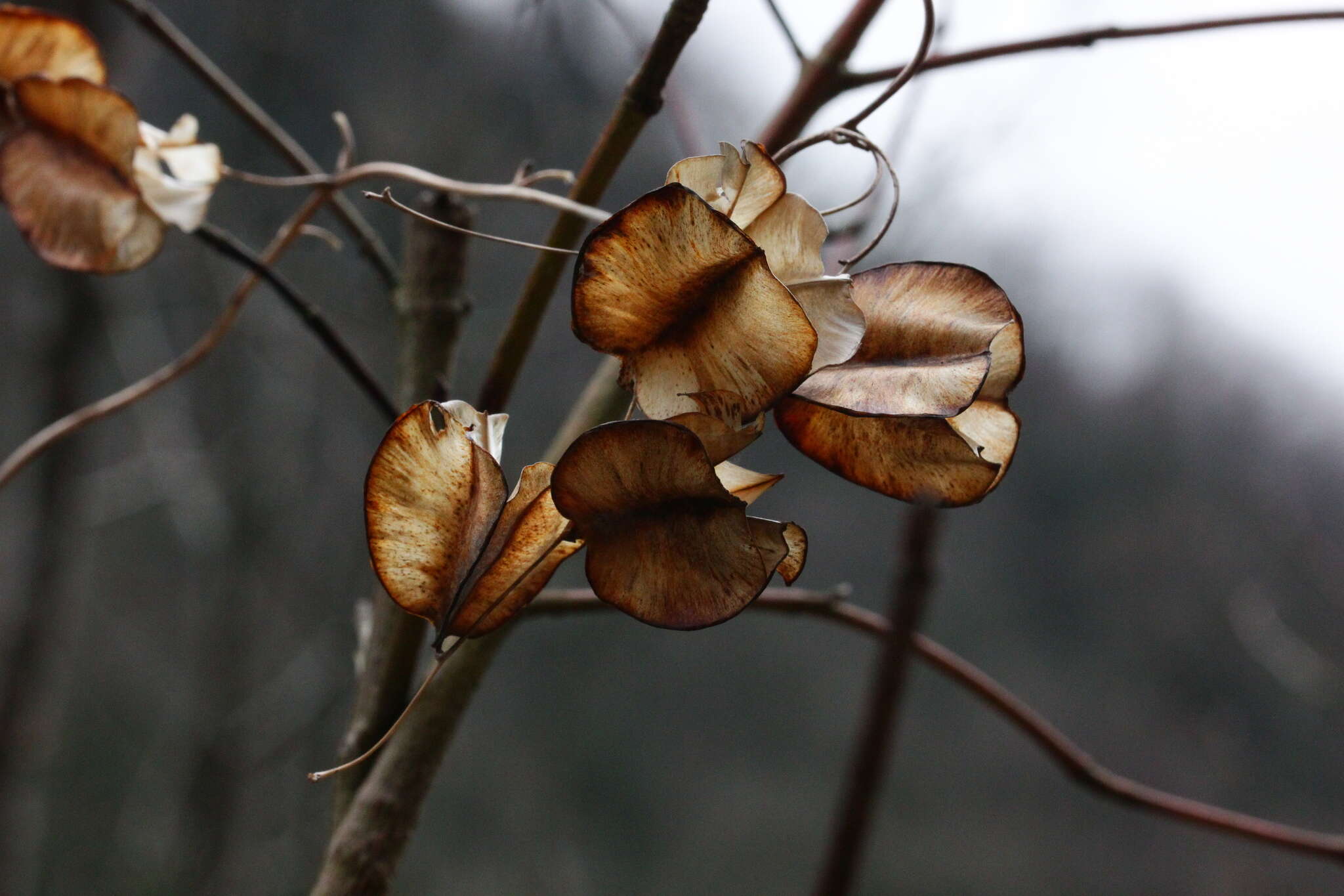 Dioscorea caucasica Lipsky的圖片