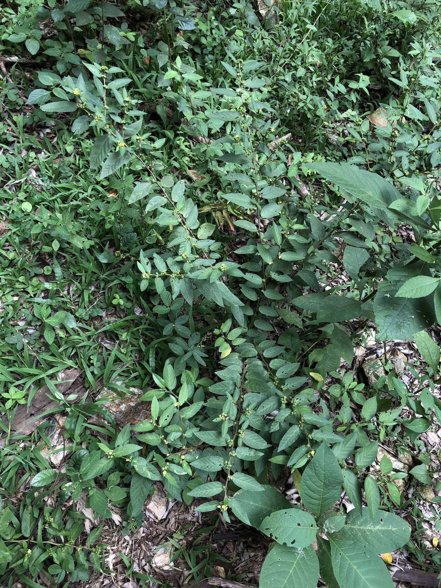 Image of common wireweed