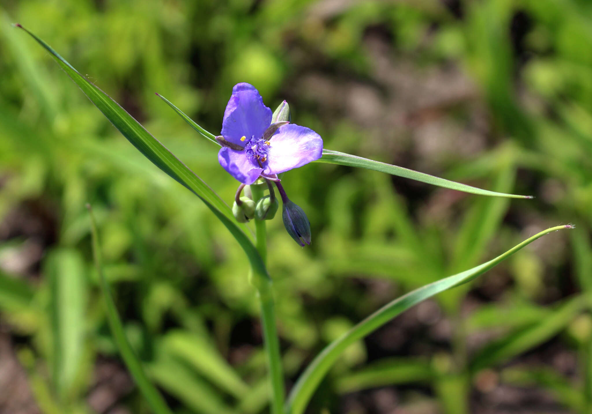 Image of bluejacket