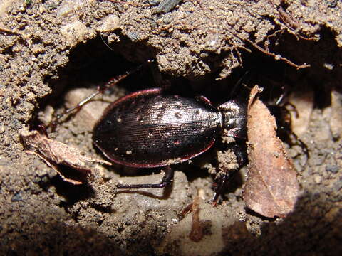 Carabus (Platycarabus) creutzeri Fabricius 1801 resmi