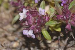 Imagem de Thymus longicaulis C. Presl