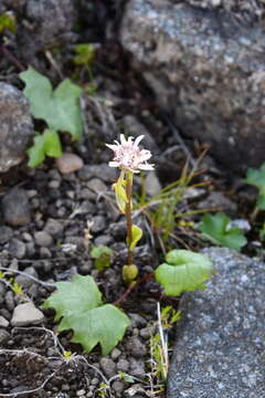 Image de Endocellion glaciale (Ledeb.) Kuprian.