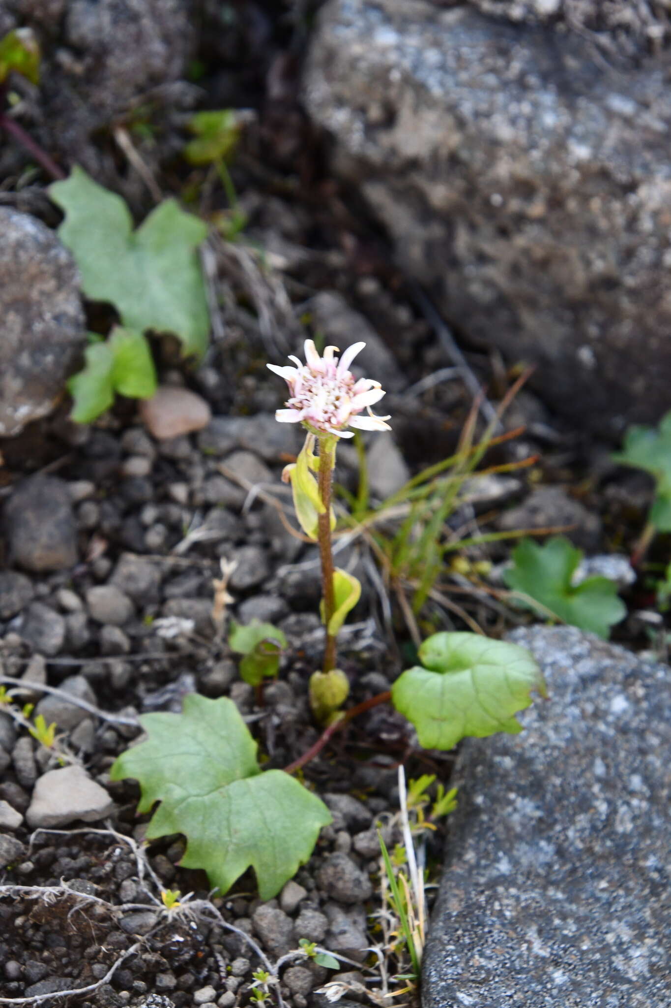 Plancia ëd Endocellion glaciale (Ledeb.) Kuprian.