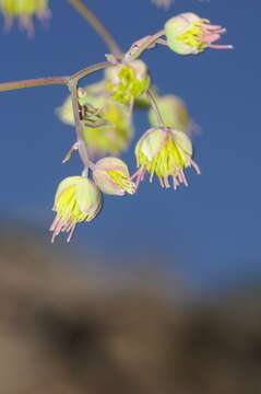 Image of Thalictrum decipiens B. Boiv.