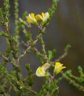 Image of Aspalathus microphylla DC.