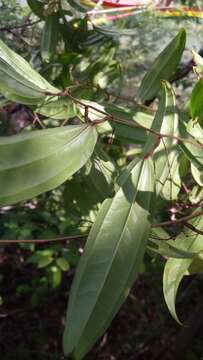 Image of Dioscorea analalavensis Jum. & H. Perrier