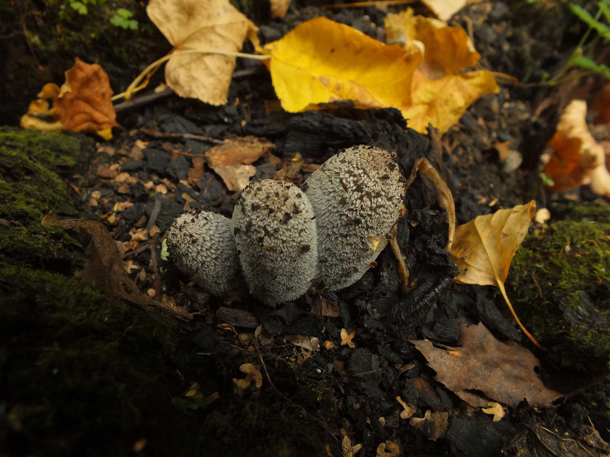 Imagem de Coprinopsis jonesii (Peck) Redhead, Vilgalys & Moncalvo 2001