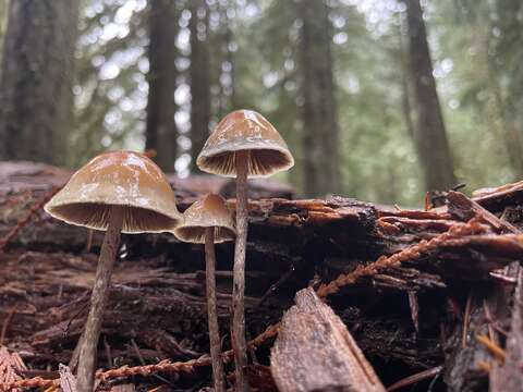 Image of Hypholoma dispersum Quél. 1872