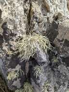 Image of Ramalina terebrata Hook. fil. & Taylor