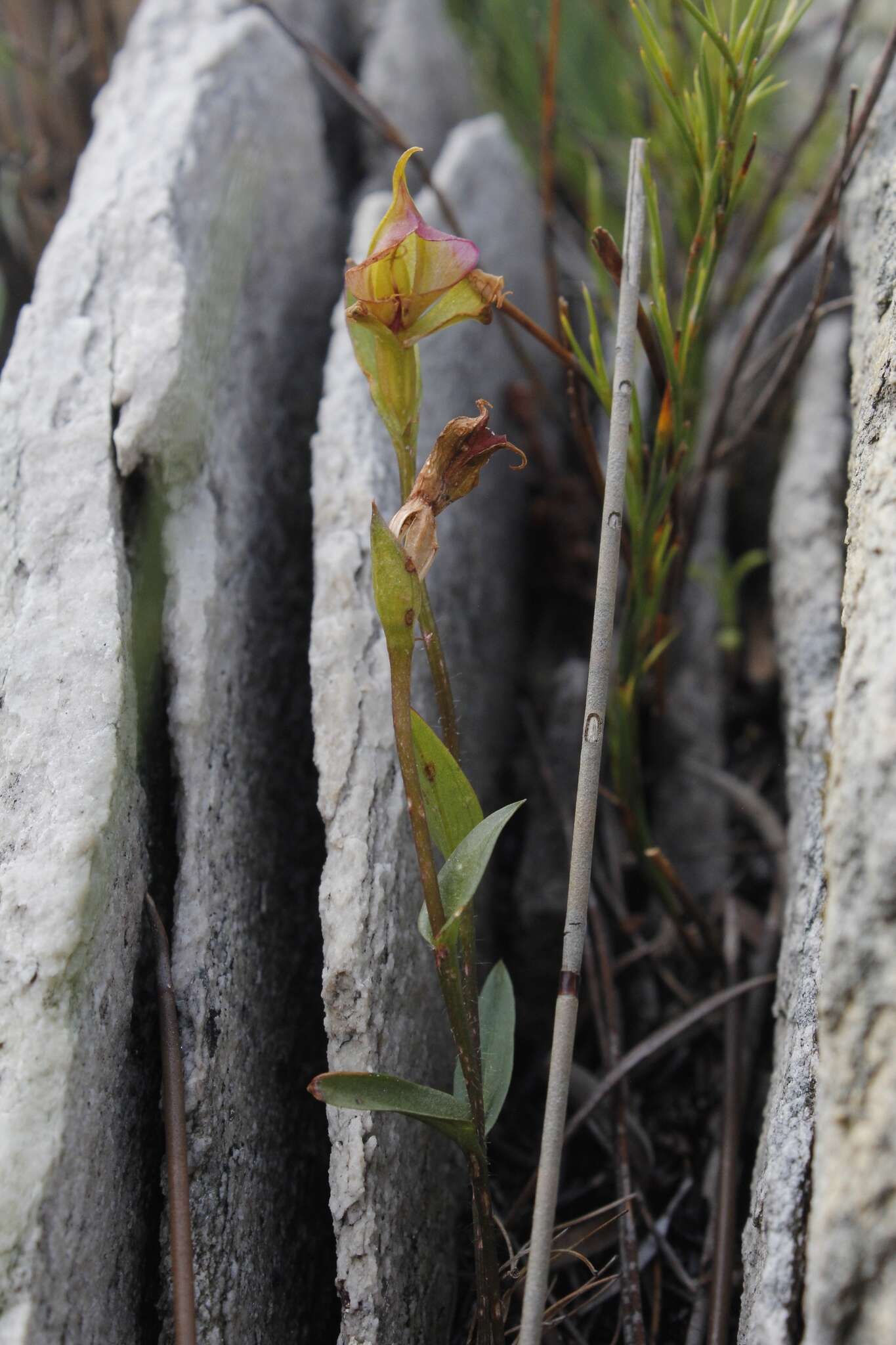 Disperis capensis var. brevicaudata Rolfe的圖片