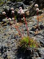 Image of Armeria maderensis Lowe