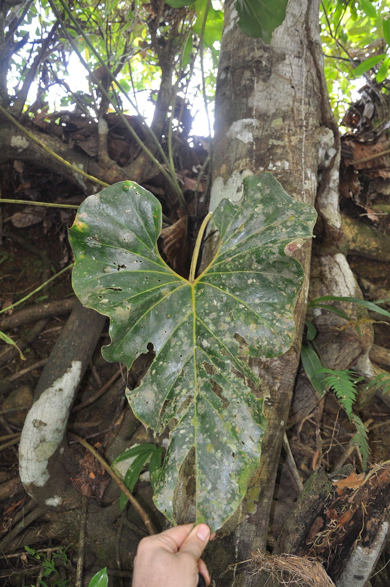 Image of Anthurium brownii Mast.