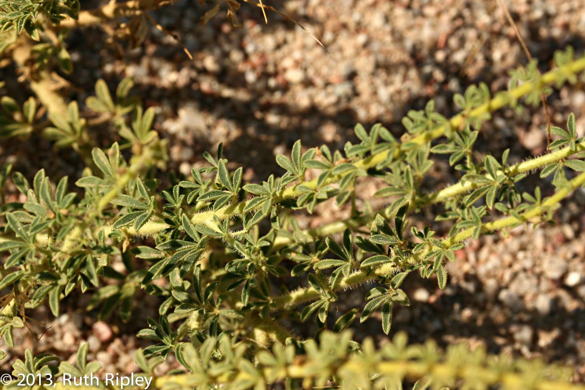 Image of <i>Cleome <i>foliosa</i></i> var. foliosa