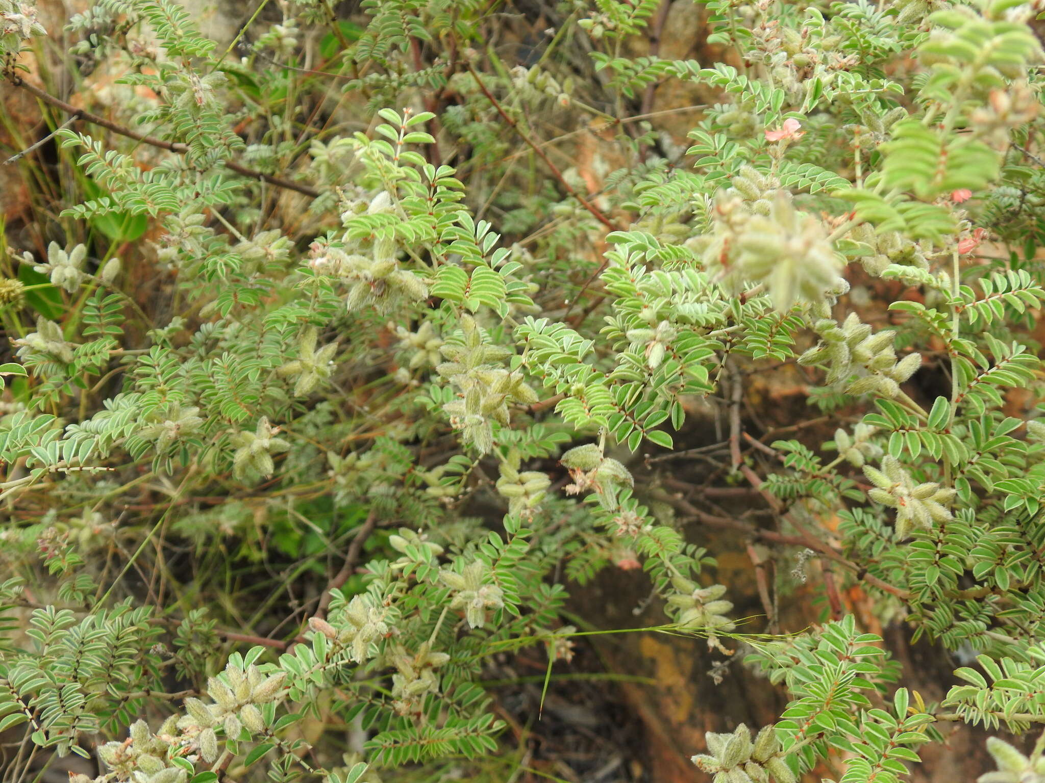 Indigofera melanadenia Harv.的圖片