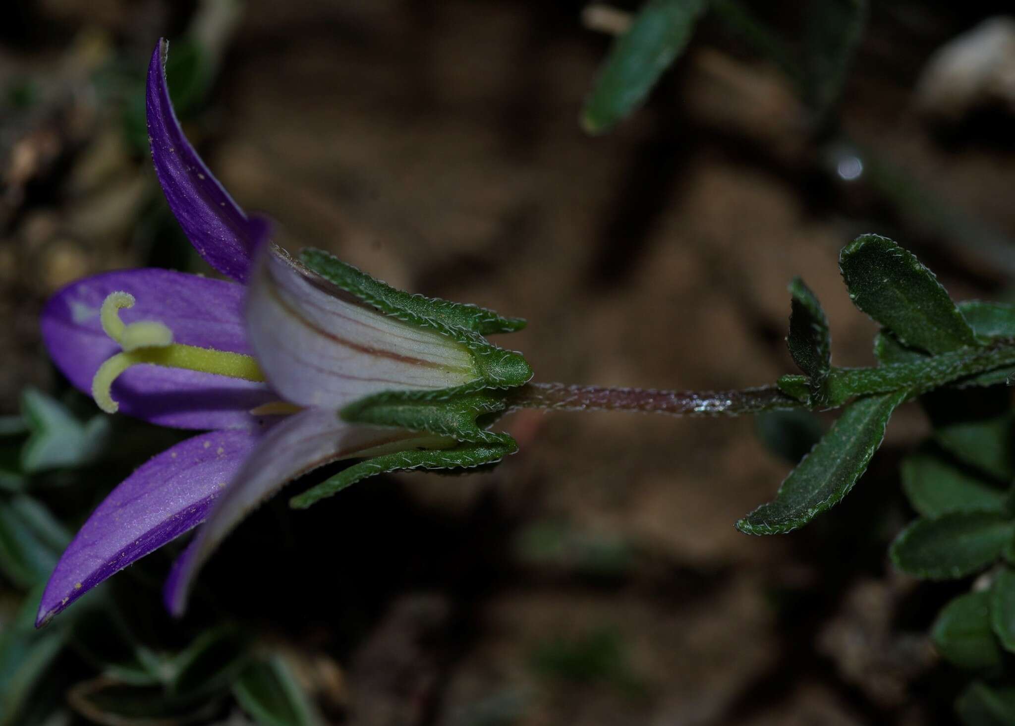 Image of Campanula afganica Pomel