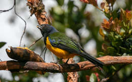 Image of Black-chested Mountain Tanager