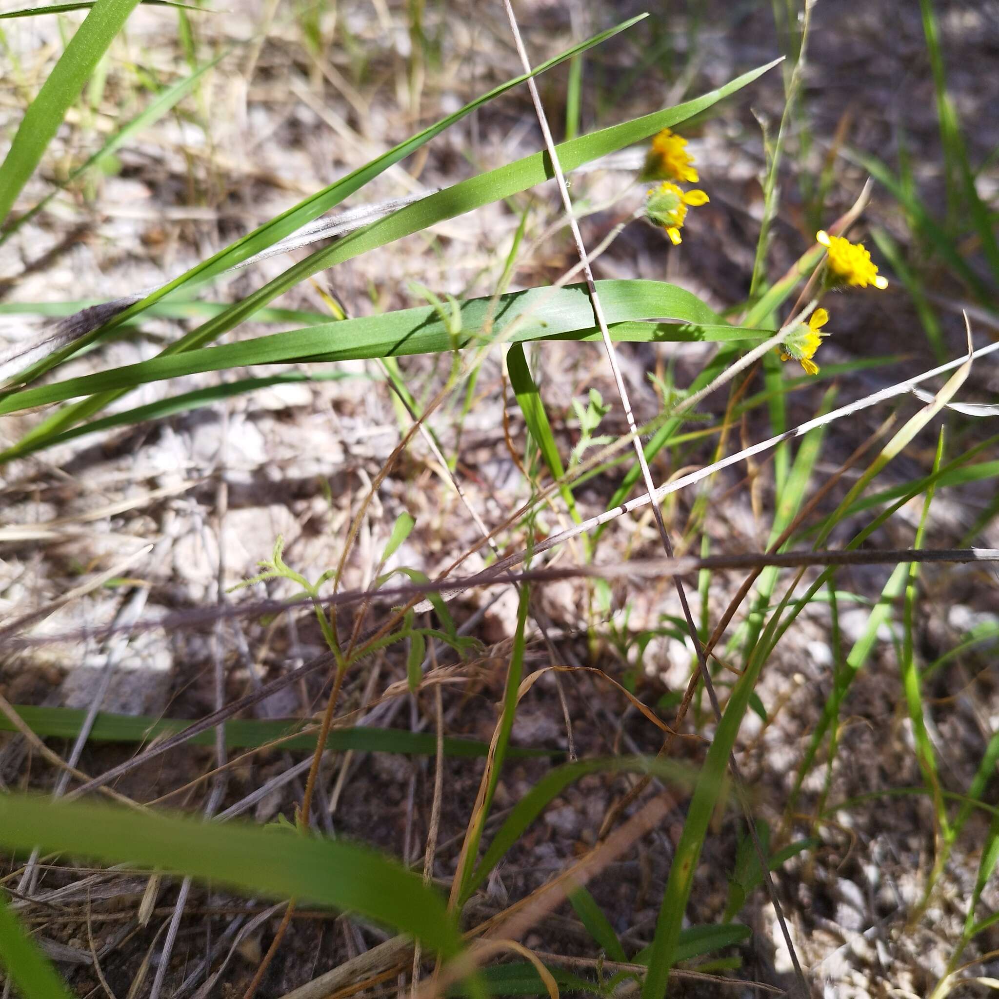 Image of Schkuhria schkuhrioides (Link & Otto) Thell.