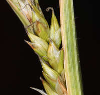 Image of Whitney's sedge