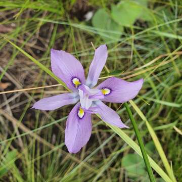 Image of Moraea inclinata Goldblatt