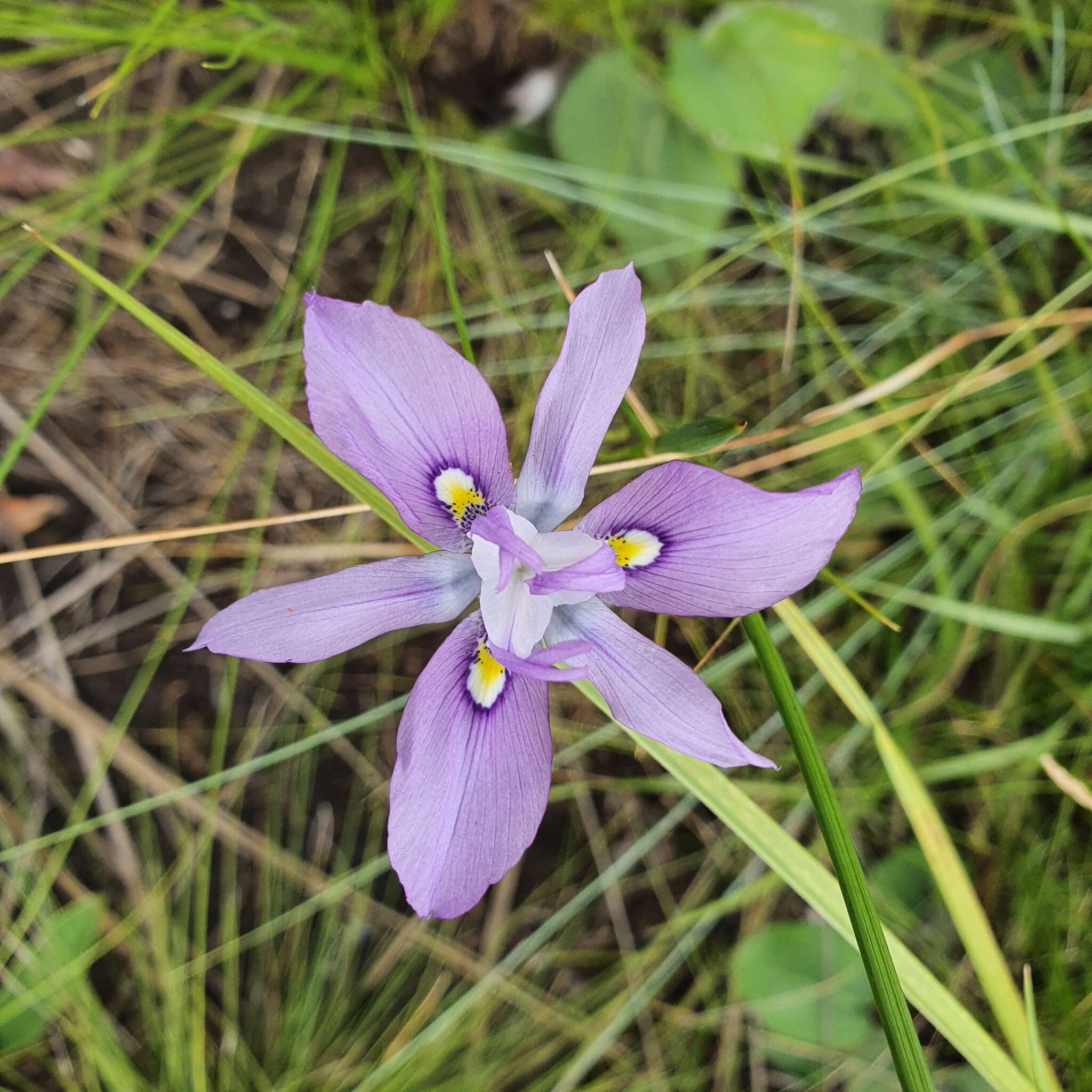 Moraea inclinata Goldblatt resmi