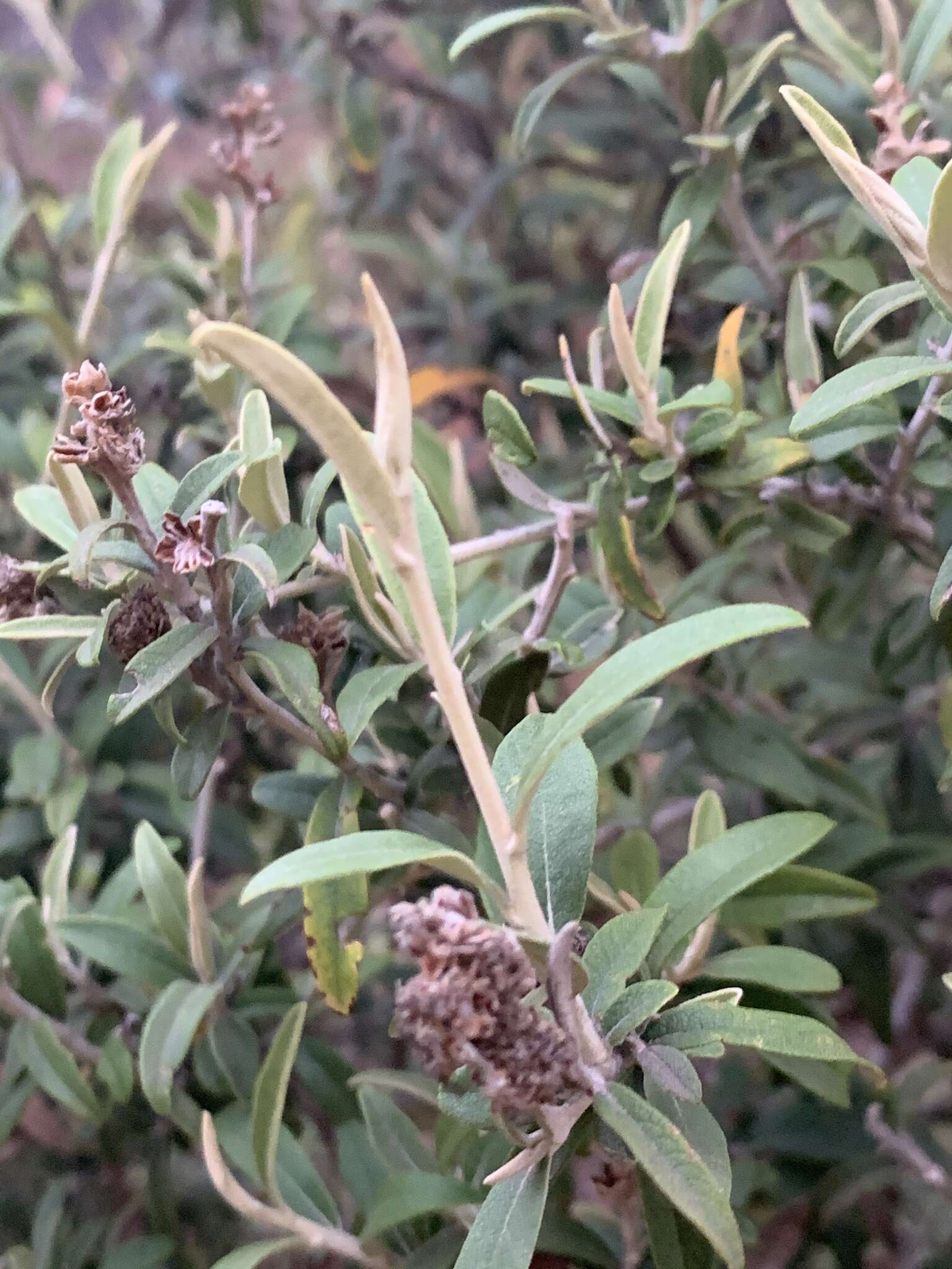 Image of Tarchonanthus minor Less.