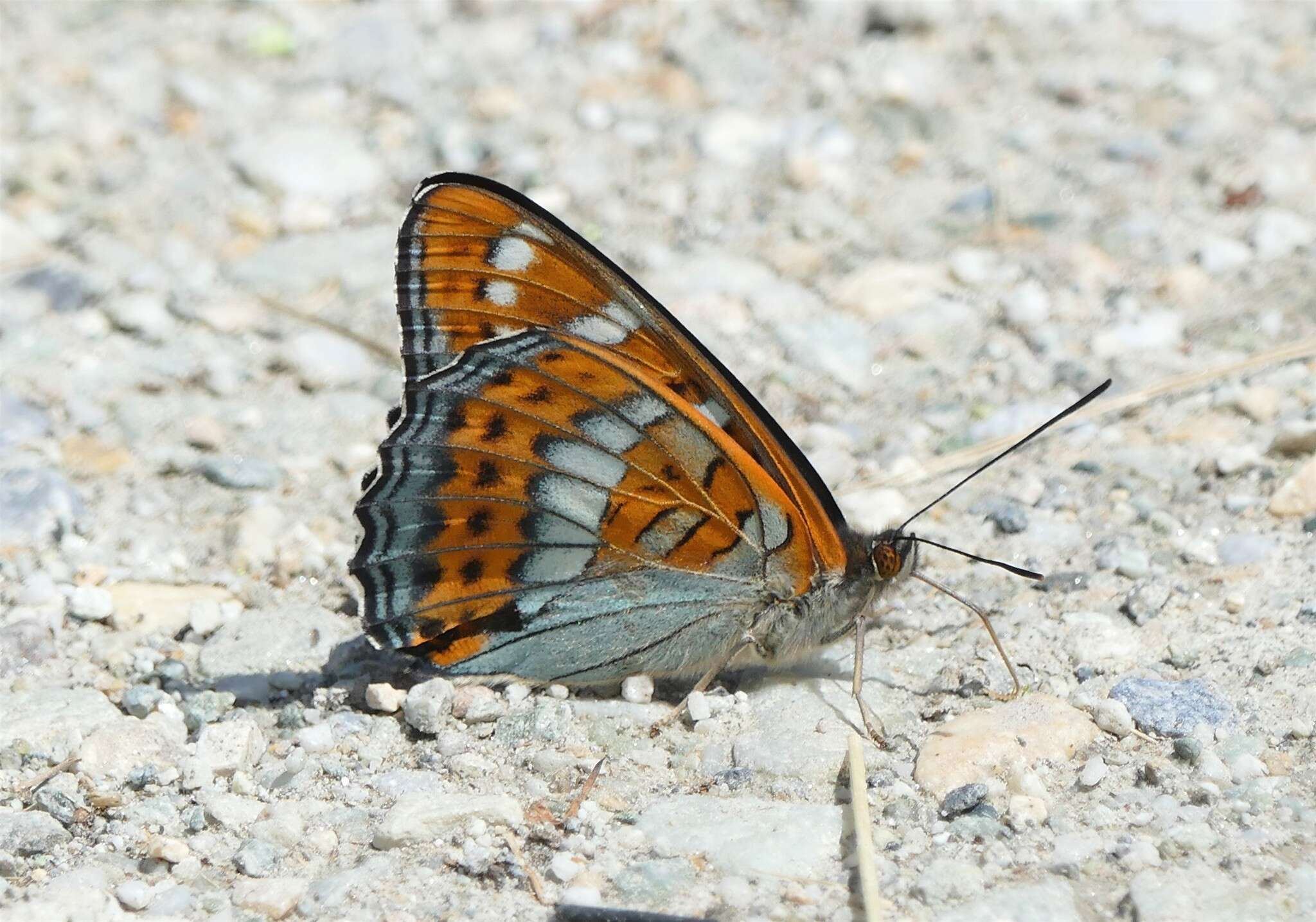 Image of poplar admiral