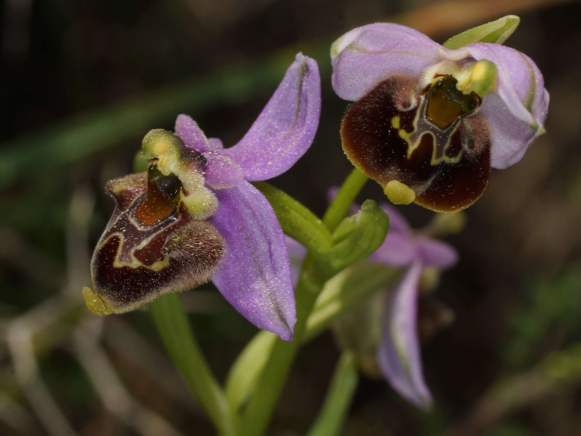 Image of Ophrys fuciflora subsp. heterochila