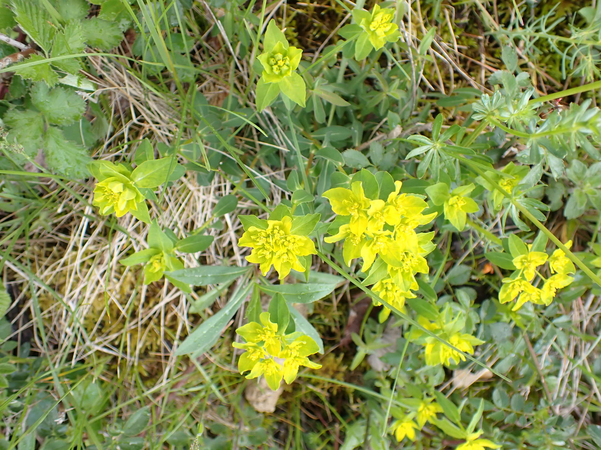 Plancia ëd Euphorbia verrucosa L.