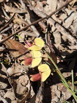 Imagem de Templetonia stenophylla (F. Muell.) J. M. Black