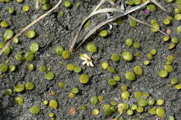 Imagem de Goodenia heenanii