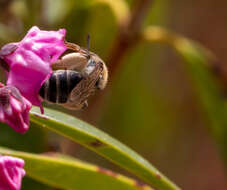 Image of Andrena kalmiae Atwood 1934