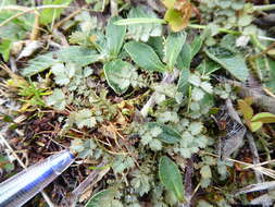 Image of Acaena buchananii Hook. fil.