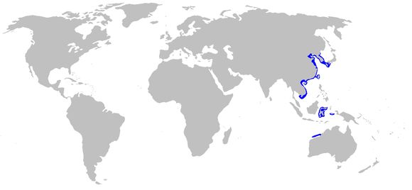 Image of Barred Bull-head Shark