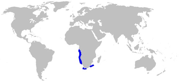 Image of Southern African frilled shark