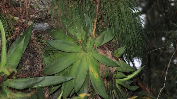 صورة Agave mitis Mart.