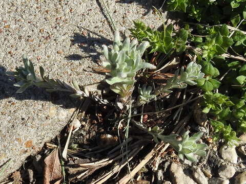 Image of bighead pygmycudweed