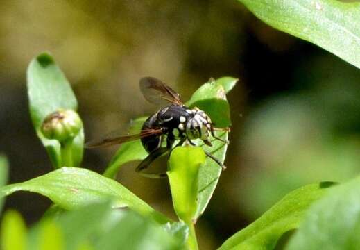 Image of Spilomyia fusca Loew 1864