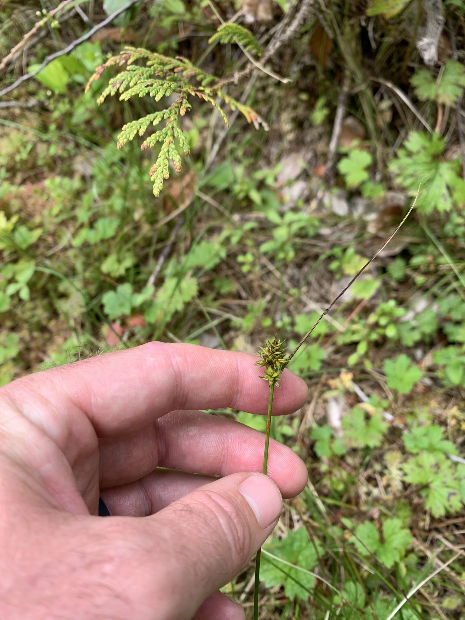 Слика од Carex echinata subsp. phyllomanica (W. Boott) Reznicek