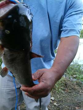 Image of White catfish