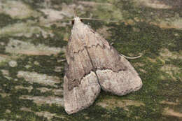 Image of White-line snout moth