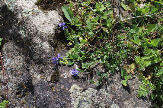 Image of Polygala alpicola Rupr.