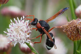 Plancia ëd Hypodynerus humeralis (Haliday 1837)