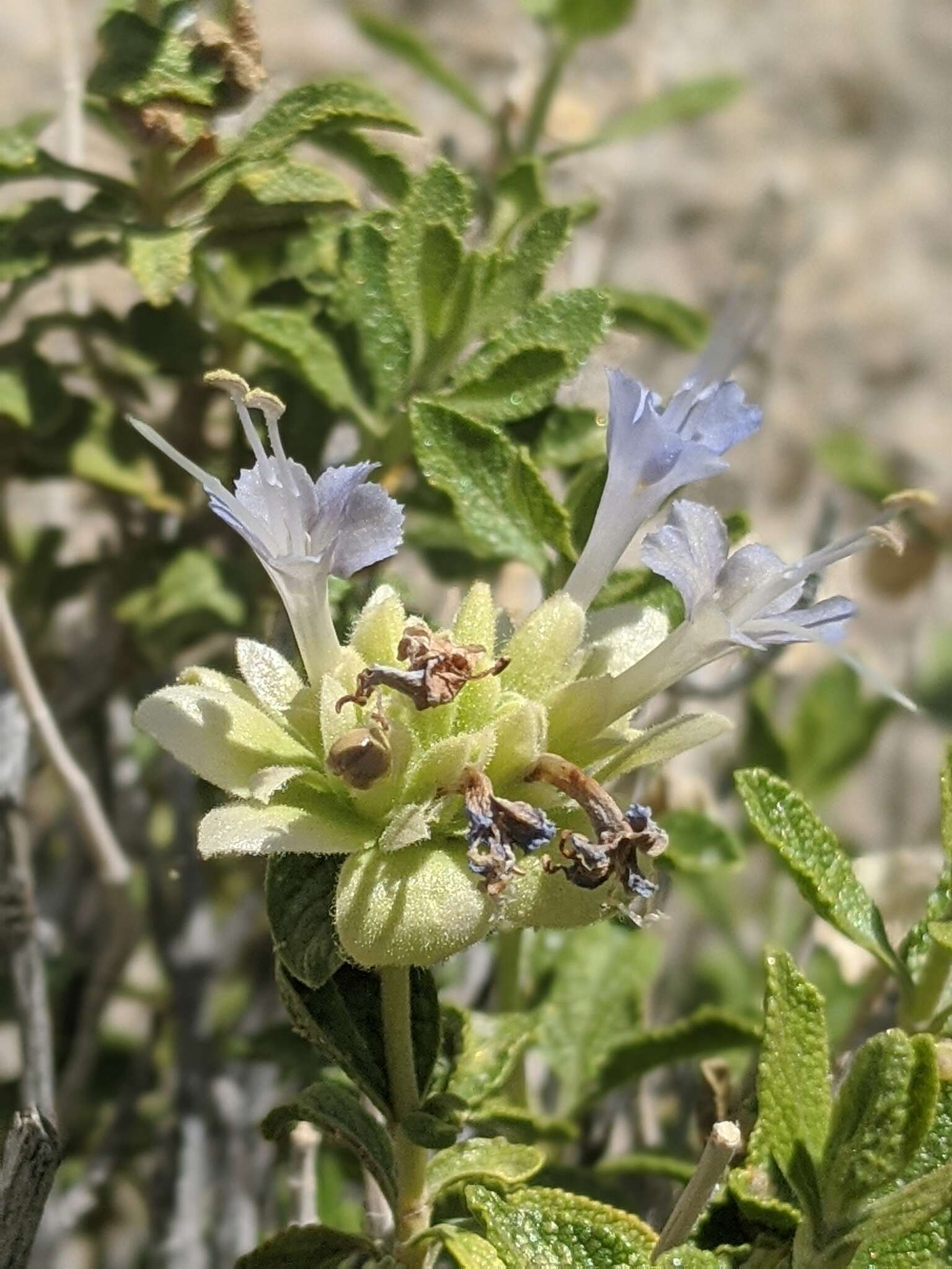 Image of Mojave sage