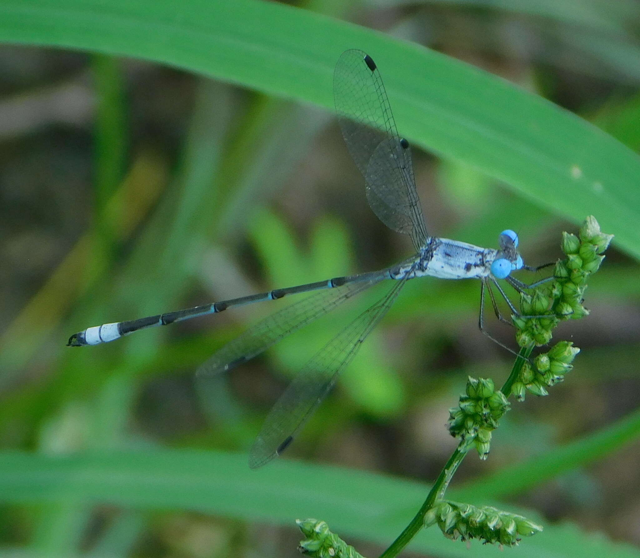 Sivun Lestes sigma Calvert 1901 kuva