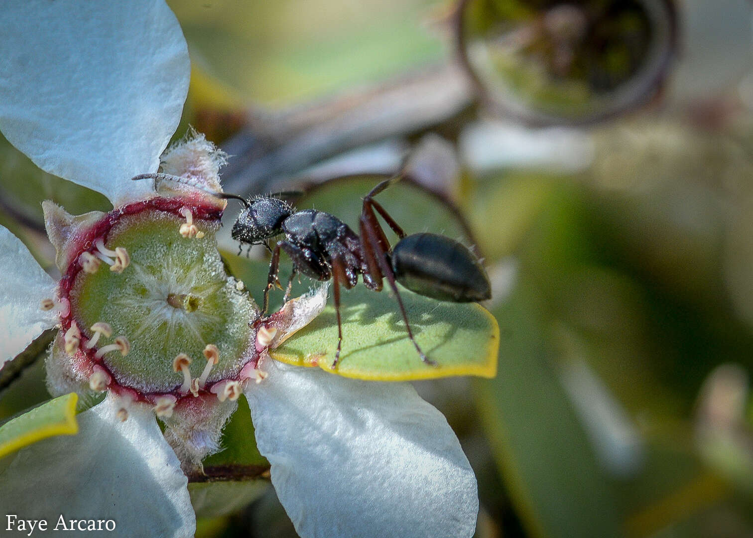 Image of Camponotus chalceus Crawley 1915