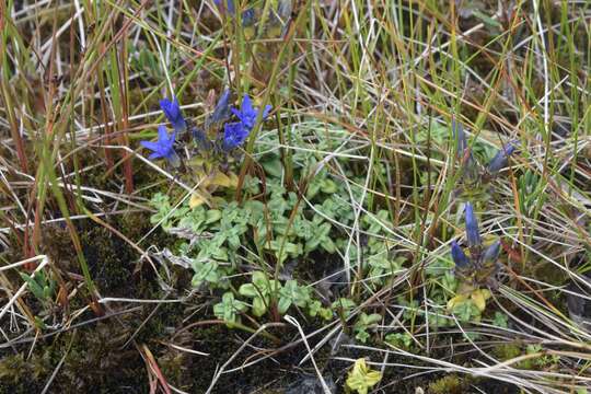 Image of Gentiana nipponica Maxim.