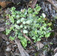 Marchantia foliacea Mitt. resmi