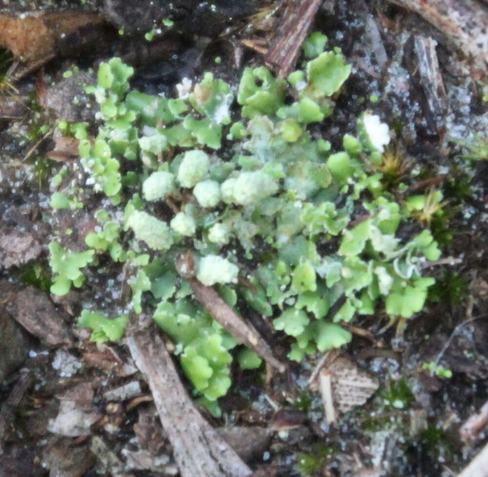 Image of Marchantia foliacea Mitt.