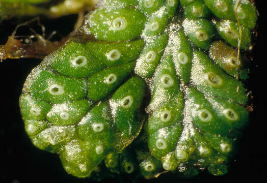 Marchantia macropora Mitt. resmi