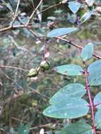 Imagem de Hypericum patulum C. P. Thunberg ex A. Murray